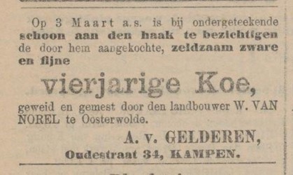 <p>Krantenartikel uit de Provinciale Overijsselsche en Zwolsche Courant uit 1904. Slager Aaron van Gelderen verkoopt een zeldzaam zware vierjarige koe “schoon aan den haak” (www.delpher.nl). </p>

